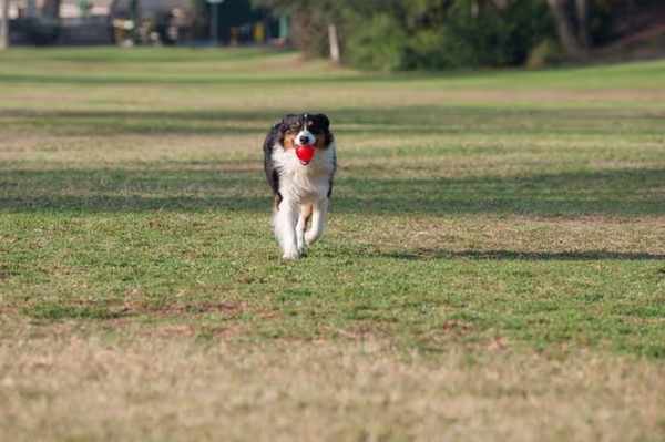 Dog Park at Brandt Crossing Park photo 1